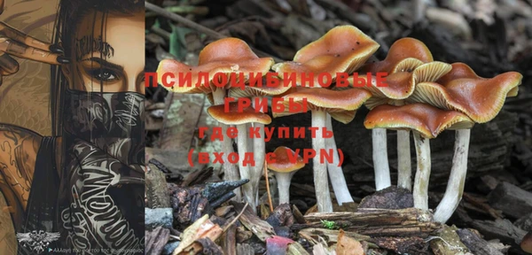 трава Белокуриха